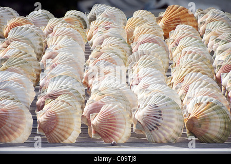 Scallops, including Great Scallop (Pecten maximus) Stock Photo