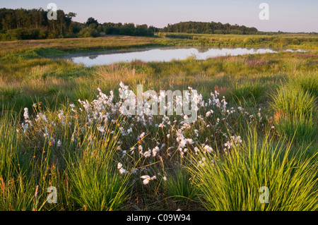 Common cottongrass (Eriophorum angustifolium) in Dutch raised bog reserve Bargerveen, Netherlands, Europe Stock Photo