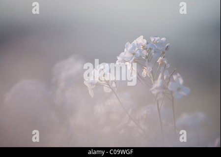 Cuckoo flower or Lady's smock (Cardamine pratensis) Stock Photo