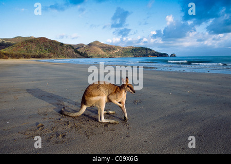 Pretty-faced Wallaby or Whiptail Wallaby (Macropus parryi) on a beach, Queensland, Australia Stock Photo