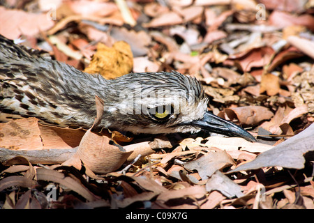 Bush Stone-curlew (Burhinus grallarius), disguising itself in the foliage, Queensland, Australia Stock Photo