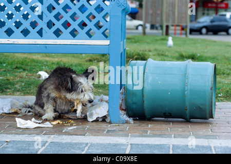 Dog eating leftover food from a garbage, Sydney, New South Wales, Australia Stock Photo