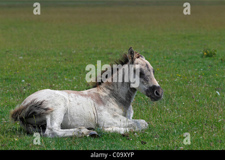 Konik horse (Equus przewalskii f. caballus), foal, tarpan or wild horse, backbreeding Stock Photo