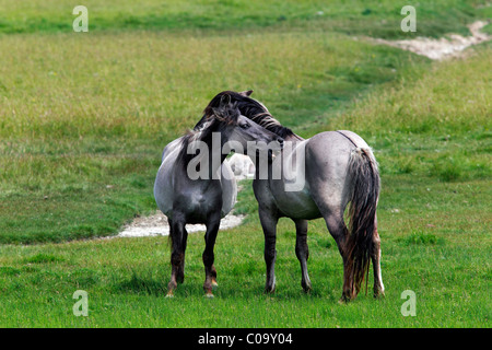 Konik horses (Equus przewalskii f. caballus), mare and stallion, tarpan or wild horse, backbreeding Stock Photo