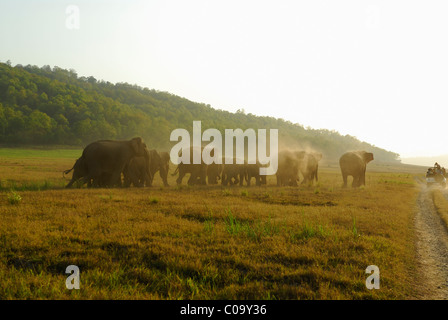 Charging Elephants Stock Photo