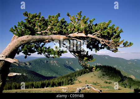 Solitary Bristlecone Pine tree arching over a valley in Colorado Stock Photo