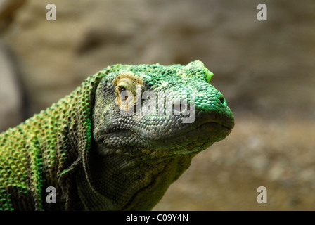 Portrait of Komodo Dragon lizard (Varanus komodoensis) in captivity. Stock Photo