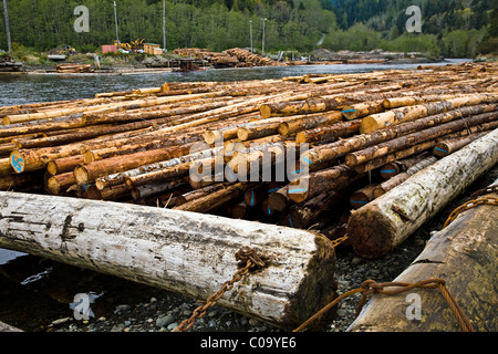 Raw logs formed into rafts awaiting a high tide to float them to a saw mill Stock Photo