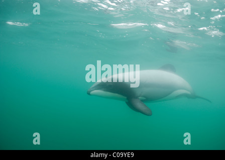 Hector's dolphin (Cephalorhynchus hectori). Endangered species. Endemic to New Zealand. Stock Photo