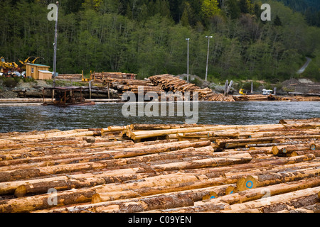 Logs being formed into floating booms for transportation to saw mills Stock Photo