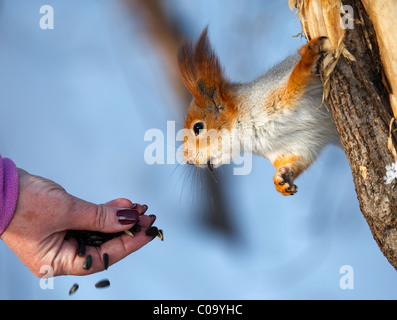 Squirrel eating sunflower seeds, which takes a hand Stock Photo
