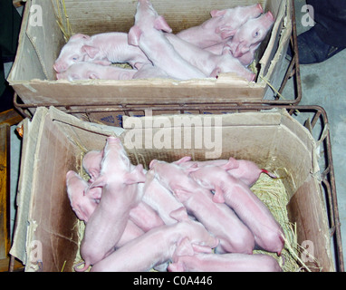 MOTHER PIG'S RAW DEAL Having given birth to 19 little piglets, it's no wonder mother pig has passed out - although this may be Stock Photo