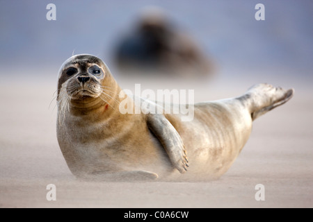Atlantic Grey Seal (Halichoerus grypus) on beach, Donna Nook, Lincolnshire, England. Europe Stock Photo