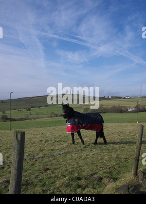 Horse with Hartshead Pike in the distance, Tameside, Lancashire, England, UK. Stock Photo