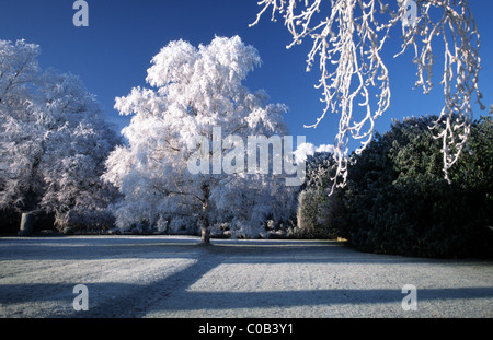 English garden in winter with hoar frost Stock Photo