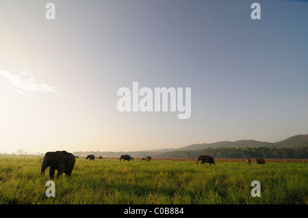 Silhouettes of Elephants Stock Photo