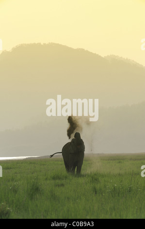 Elephant mud bath Stock Photo