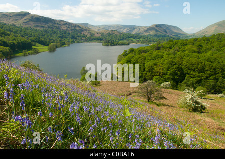View east over Grasmere from Loughrigg Terrace, Cumbria, May. Bluebells (Endymion non-scriptus) or (Hyacinthoides non-scriptus). The Lake District, Stock Photo