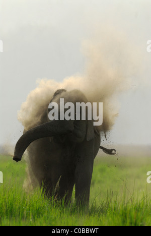 Mud Bath of Elephant Stock Photo