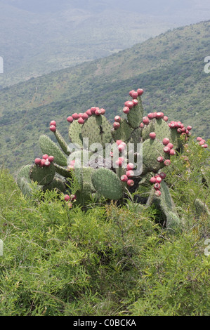 Wild Prickly pear cactus (Opuntia sp) with red fruits. A black lizard is standing in the plant. Stock Photo