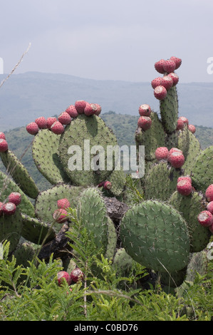 Wild Prickly pear cactus (Opuntia sp) with red fruits. This one has some Cochinilla parasites and a black lizard. Stock Photo