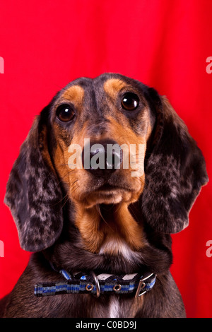 Dog Portrait Stock Photo
