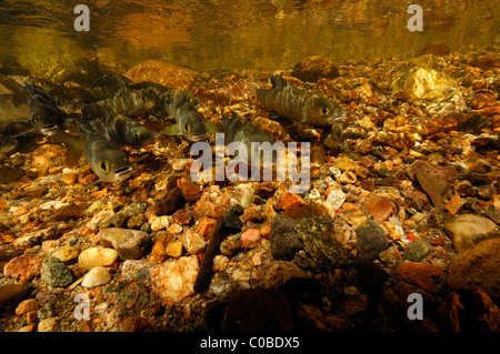 Arctic grayling, Thymallus arcticus, Colorado, United States Stock Photo