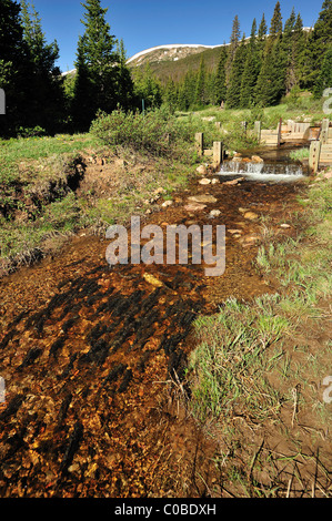 Arctic grayling, Thymallus arcticus, Colorado, United States Stock Photo