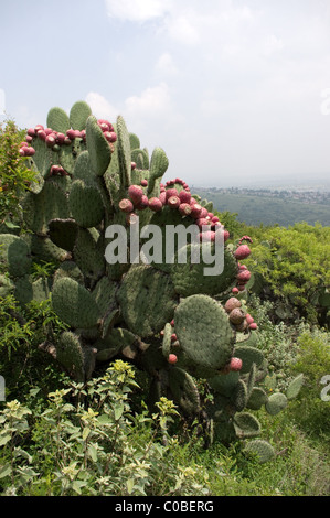 Wild Prickly pear cactus (Opuntia sp) with red fruits. Stock Photo