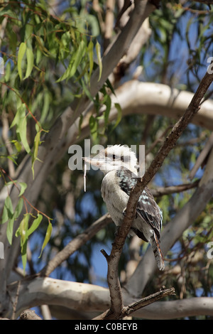 Laughing Kookaburra (Dacelo novaeguineae) with a worm in his beak sitting in a tree in Australia Stock Photo