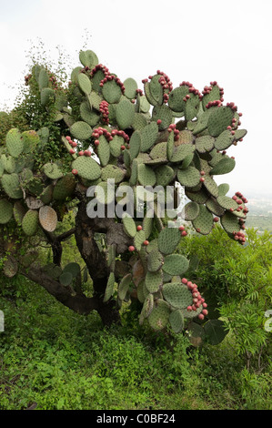 Wild Prickly pear cactus (Opuntia sp) with mature fruits Stock Photo