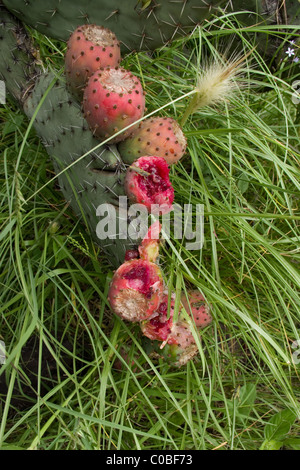 Wild Prickly pear cactus (Opuntia sp) with opened fruits (by birds or Tlacuaches) Stock Photo