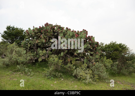 Old tree like Prickly pear cactus (Opuntia sp) with fruits Stock Photo