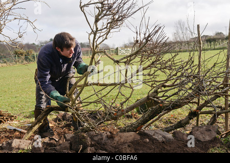 Man layering a hedge - an old traditional Irish method for creating thick hedges in fields Stock Photo