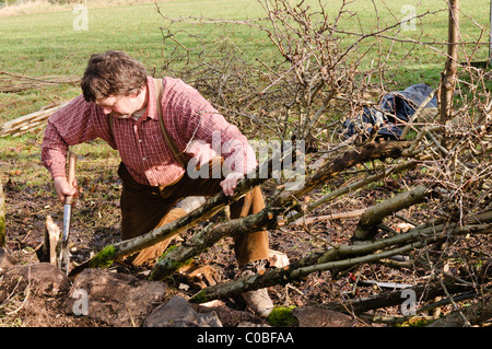 Man layering a hedge - an old traditional Irish method for creating thick hedges in fields Stock Photo