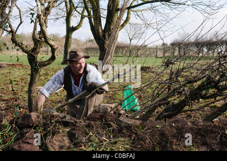 Man layering a hedge - an old traditional Irish method for creating thick hedges in fields Stock Photo