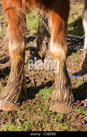 Feet of a Clydesdale Horse covered in mud after ploughing a field Stock Photo