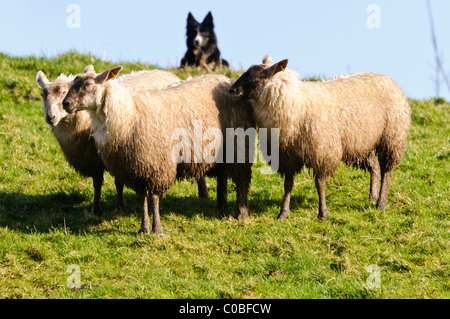 Collie sheepdog rounding up a small number of sheep Stock Photo