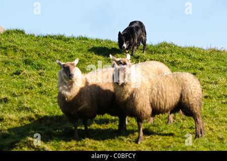 Collie sheepdog rounding up a small number of sheep Stock Photo