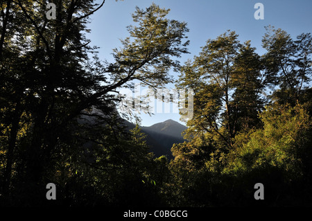 Blue sky view, through a thicket of tall trees, of a low-angled sunbeam striking a green mountain peak, Andes, Peulla, Chile Stock Photo