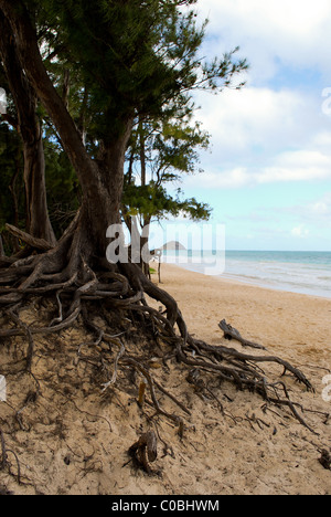 Large aged tree on beach. Oahu Hawaii. Stock Photo