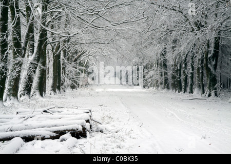 Snow covered beech trees in the long avenue known as First Broad Drive in Grovely Wood, Wiltshire, England.