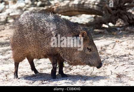 Collared peccary or Javelina Dicotyles tajacu Living Desert State Park New Mexico USA Stock Photo