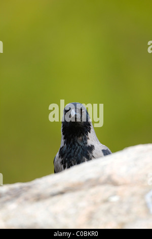 Hooded Crow; Corvus corone cornix; Norway Stock Photo
