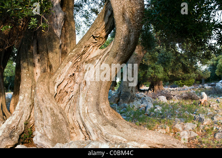 Old olive tree, picture taken on 'Pag' island – Croatia Stock Photo