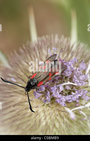 Six-spot burnet (Zygaena filipendulae) moth on teasel