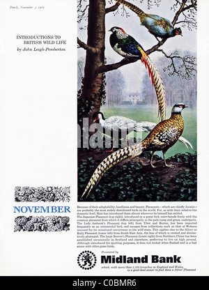 Advertisement in magazine 3rd November 1965 for MIDLAND BANK Stock Photo