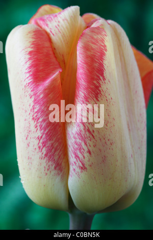 Tulipa 'Tequila Sunrise' Tulip Triumph Group April Stock Photo