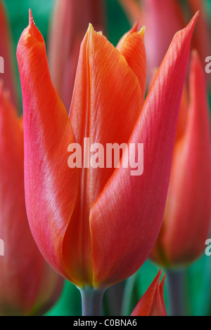 Tulipa 'Ballerina' AGM Tulip Lily-flowered Group April Stock Photo