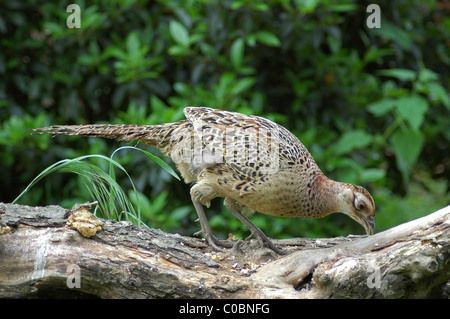 Female common Pheasant  Phasianus colchicus on rotting log. Stock Photo